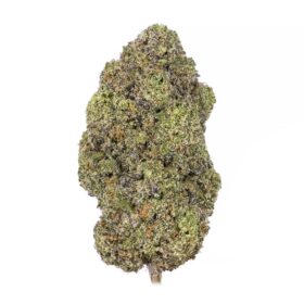 Amnesia Haze Strain