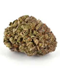 INDICA