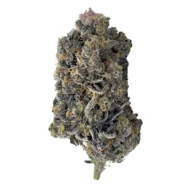 tropicana strain