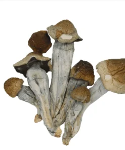 Penis envy shrooms